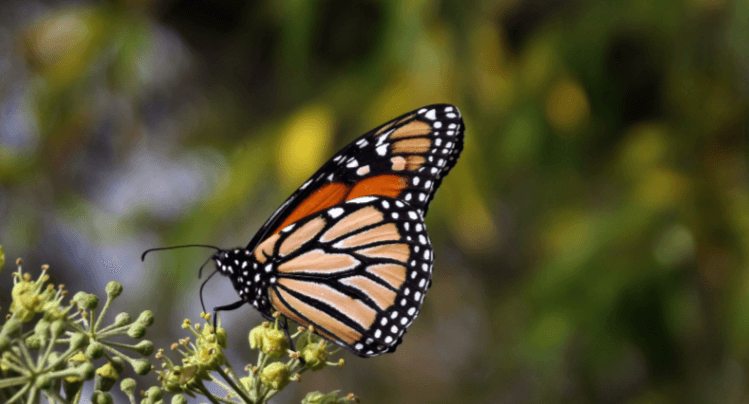 Clipart:0bwblgpul90= Monarch Butterfly