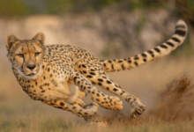 Clipart:9y7crx5jfcq= Cheetah