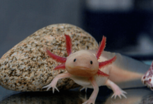 Cute:3bn4iyqag_E= Axolotl Pictures