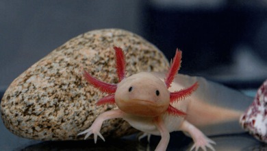 Cute:3bn4iyqag_E= Axolotl Pictures