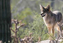 Animated:4q7k-Wihyy4= Coyote