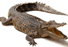 Cute:1lfn0sscadu= Alligator