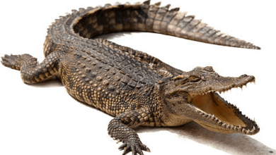 Cute:1lfn0sscadu= Alligator