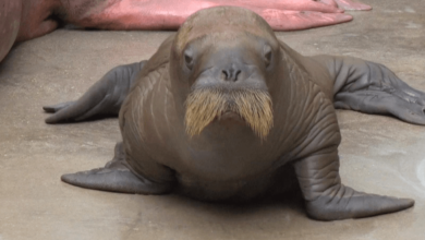 Cute:81kyj1rrn1c= Walrus