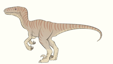 Cute:6lmhln2hnnk= Dinosaur Drawing