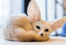 Cute:7kj6gyny9lc= Fennec Fox