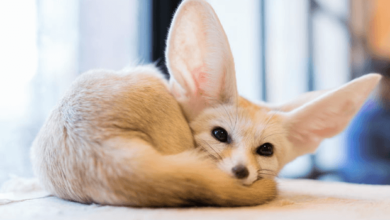 Cute:7kj6gyny9lc= Fennec Fox