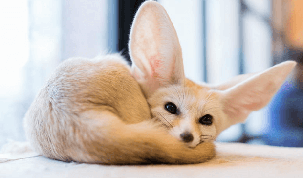 Cute:7kj6gyny9lc= Fennec Fox