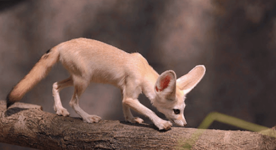 Cute:7kj6gyny9lc= Fennec Fox