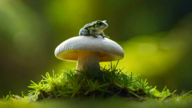 Cute:7ziqkivryto= Mushroom:7ziqkivryto= Frog