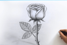 Outline:5lvuzffno7u= Rose Drawings