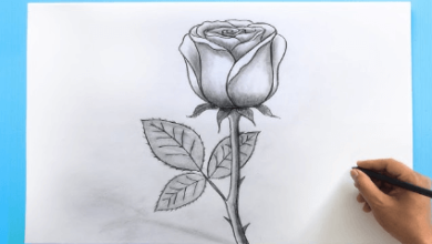 Outline:5lvuzffno7u= Rose Drawings