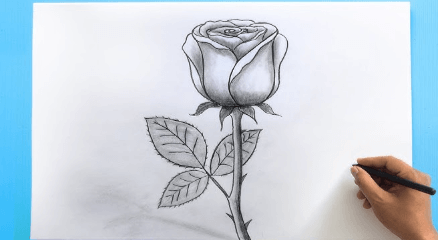 Outline:5lvuzffno7u= Rose Drawings