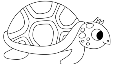 Outline:08s0y8uj6n8= Turtle Clipart