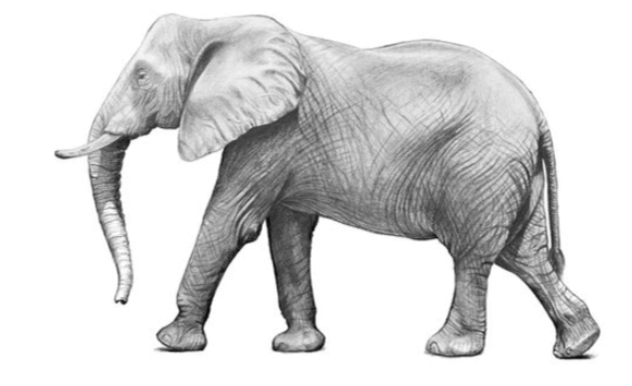 Drawing:K4ihdmzbtqg= Elephants