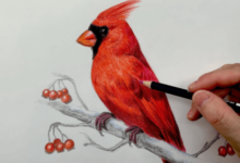 Drawing:7rr1jfp7wn0= Cardinal Bird