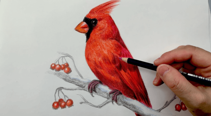 Drawing:7rr1jfp7wn0= Cardinal Bird