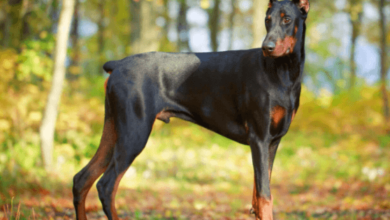 Cute Doberman Puppies