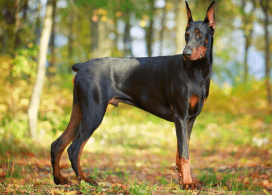 Cute Doberman Puppies