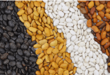 Clipart:1zygoq5t9lq= Seed