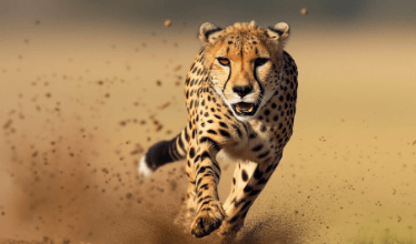 Clipart:9y7crx5jfcq= Cheetah