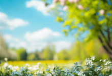 Clipart:036mq7ukb6o= Spring Pictures