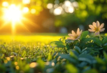 Clipart:036mq7ukb6o= Spring Images