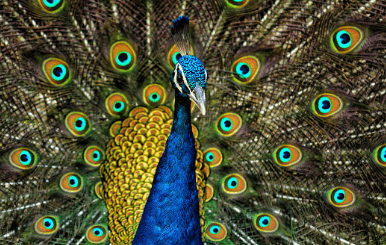 Clipart:21afzhfibme= Peacock