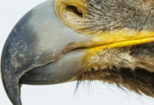 Clipart:9eiry0-Gdeg= Bird Beak