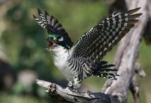 global phone number patterns