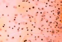 Mold Spores in the Air at Home: Tips to Find Expert Mold Removal & Remediation Services in South Florida