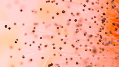 Mold Spores in the Air at Home: Tips to Find Expert Mold Removal & Remediation Services in South Florida