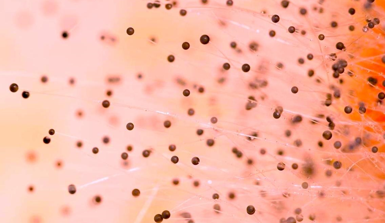 Mold Spores in the Air at Home: Tips to Find Expert Mold Removal & Remediation Services in South Florida
