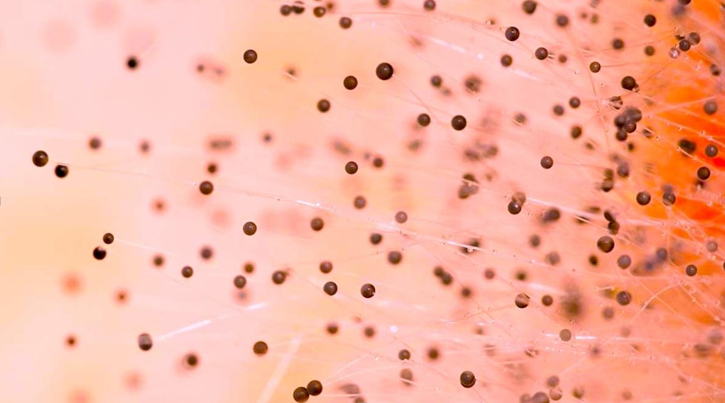 Mold Spores in the Air at Home: Tips to Find Expert Mold Removal & Remediation Services in South Florida - Informative Magazines