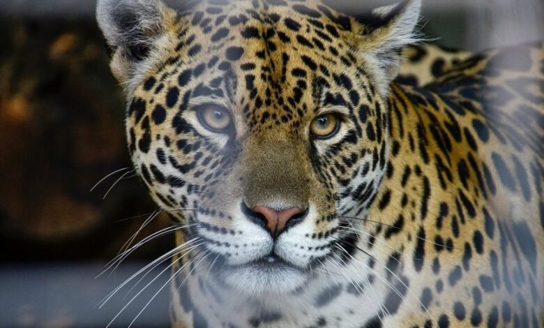 apex horizon across innovations