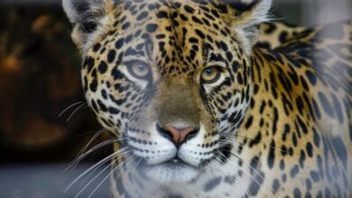 apex horizon start 8666