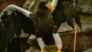 stellar apex driving market leadership