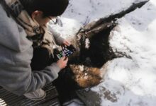 phone intelligence stream start